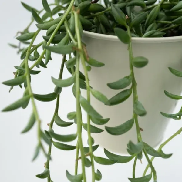 Bananer på snor - Sæt med 2 - Senecio radicans - Højde 10-20cm - ⌀12cm Krukkeplanter Indendørs