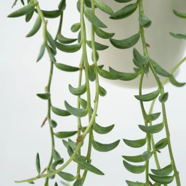Bananer på snor - Sæt med 2 - Senecio radicans - Højde 10-20cm - ⌀12cm Krukkeplanter Indendørs