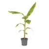 Hot Bananpalme - Musa basjoo - Højde 55-70cm - ⌀21cm Krukkeplanter Indendørs