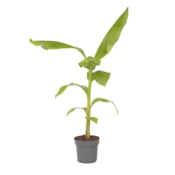 Hot Bananpalme - Musa basjoo - Højde 55-70cm - ⌀21cm Krukkeplanter Indendørs