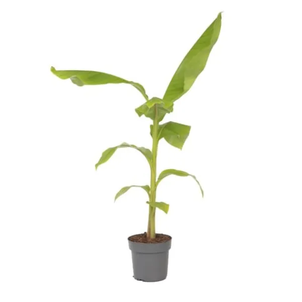 Hot Bananpalme - Musa basjoo - Højde 55-70cm - ⌀21cm Krukkeplanter Indendørs