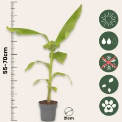 Hot Bananpalme - Musa basjoo - Højde 55-70cm - ⌀21cm Krukkeplanter Indendørs