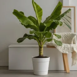 Hot Bananpalme - Musa basjoo - Højde 55-70cm - ⌀21cm Krukkeplanter Indendørs