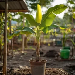 Hot Bananpalme - Musa basjoo - Højde 55-70cm - ⌀21cm Krukkeplanter Indendørs