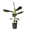 Krukkeplanter Indendørs^Bananpalme - Musa 'Dwarf Cavendish' - Højde 90-100cm - ⌀21cm