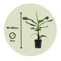 Krukkeplanter Indendørs^Bananpalme - Musa 'Dwarf Cavendish' - Højde 90-100cm - ⌀21cm
