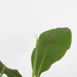 Bananpalme - Sæt med 2 - Musa basjoo - Højde 25-40cm - ⌀9cm Krukkeplanter Indendørs