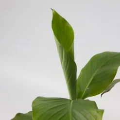 Bananpalme - Sæt med 2 - Musa basjoo - Højde 25-40cm - ⌀9cm Krukkeplanter Indendørs