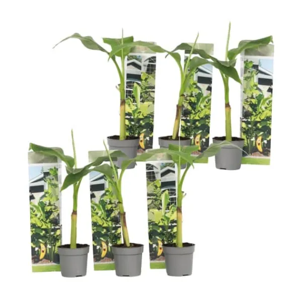 Best Bananpalme - Sæt med 6 - Musa basjoo - Højde 25-40cm - ⌀9cm Krukkeplanter Indendørs