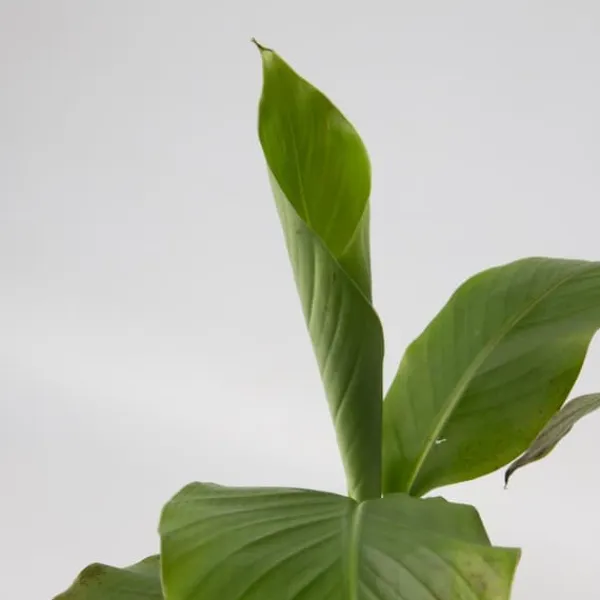 Best Bananpalme - Sæt med 6 - Musa basjoo - Højde 25-40cm - ⌀9cm Krukkeplanter Indendørs