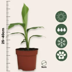 Clearance Bananpalme - Sæt med 3 - Musa basjoo - Højde 25-40cm - ⌀9cm Krukkeplanter Indendørs