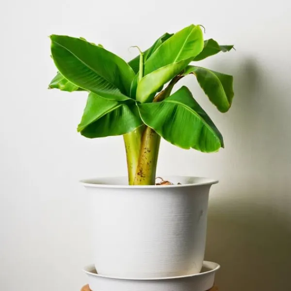 Clearance Bananpalme - Sæt med 3 - Musa basjoo - Højde 25-40cm - ⌀9cm Krukkeplanter Indendørs