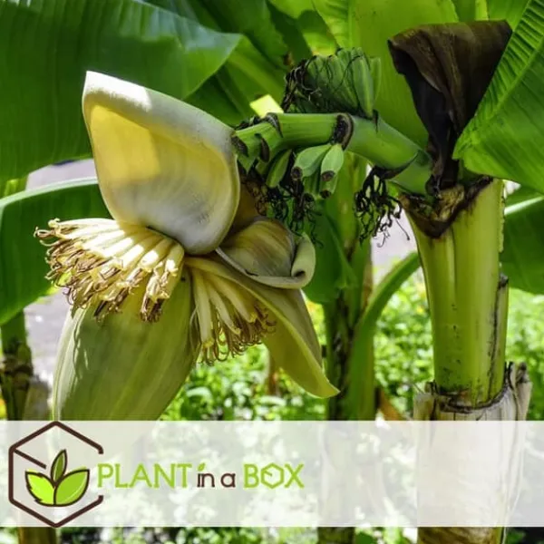 Clearance Bananpalme - Sæt med 3 - Musa basjoo - Højde 25-40cm - ⌀9cm Krukkeplanter Indendørs