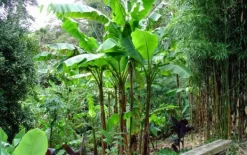 Clearance Bananpalme - Sæt med 3 - Musa basjoo - Højde 25-40cm - ⌀9cm Krukkeplanter Indendørs