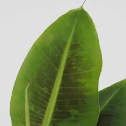 Krukkeplanter Indendørs^Bananpalme - Sæt med 4 - Musa 'Oriental Dwarf' - Højde 25-40cm - ⌀12cm