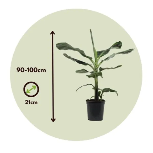 Clearance Bananpalme - Sæt med 2 - Musa 'Dwarf Cavendish' - Højde 90-100cm - ⌀21cm Krukkeplanter Indendørs