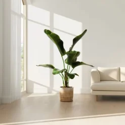 Clearance Bananpalme - Sæt med 2 - Musa 'Dwarf Cavendish' - Højde 90-100cm - ⌀21cm Krukkeplanter Indendørs