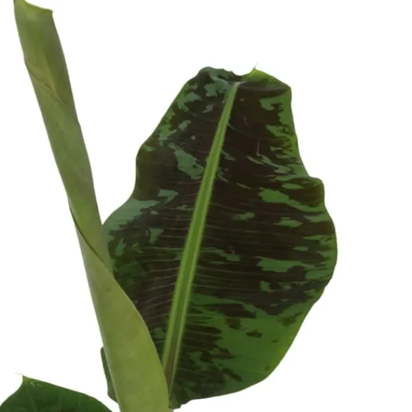 Clearance Bananpalme - Sæt med 2 - Musa 'Dwarf Cavendish' - Højde 90-100cm - ⌀21cm Krukkeplanter Indendørs