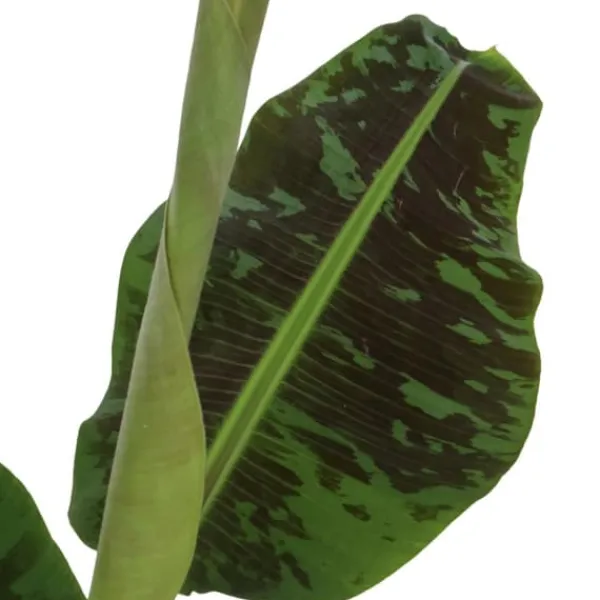 Clearance Bananpalme - Sæt med 2 - Musa 'Dwarf Cavendish' - Højde 90-100cm - ⌀21cm Krukkeplanter Indendørs