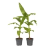 Hot Bananpalme - Sæt med 2 - Musa basjoo - Højde 55-70cm - ⌀21cm Krukkeplanter Indendørs