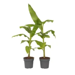 Hot Bananpalme - Sæt med 2 - Musa basjoo - Højde 55-70cm - ⌀21cm Krukkeplanter Indendørs