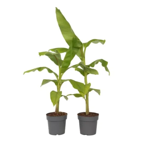 Hot Bananpalme - Sæt med 2 - Musa basjoo - Højde 55-70cm - ⌀21cm Krukkeplanter Indendørs