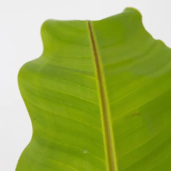 Hot Bananpalme - Sæt med 2 - Musa basjoo - Højde 55-70cm - ⌀21cm Krukkeplanter Indendørs