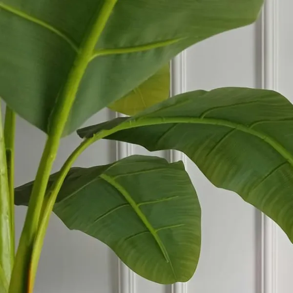 Hot Bananpalme - Sæt med 2 - Musa basjoo - Højde 55-70cm - ⌀21cm Krukkeplanter Indendørs