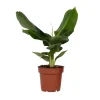 Krukkeplanter Indendørs^Bananplante - Musa 'Oriental Dwarf' - Højde 25-40cm - Pot 12cm