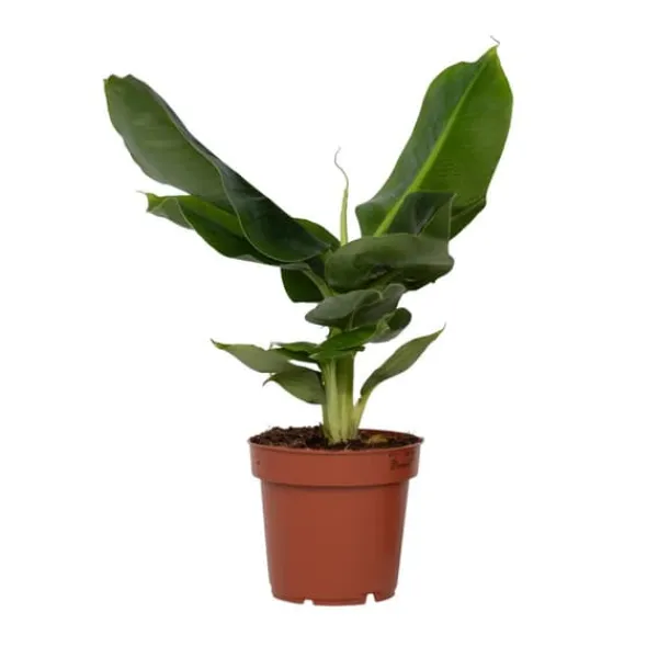 Krukkeplanter Indendørs^Bananplante - Musa 'Oriental Dwarf' - Højde 25-40cm - Pot 12cm