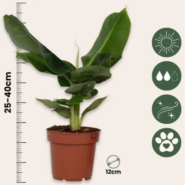 Krukkeplanter Indendørs^Bananplante - Musa 'Oriental Dwarf' - Højde 25-40cm - Pot 12cm