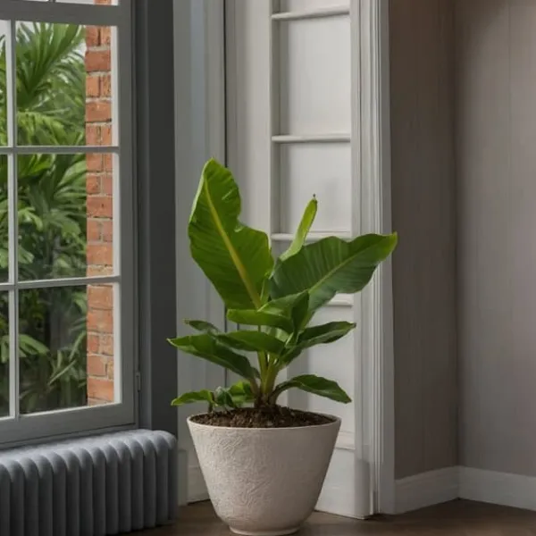 Krukkeplanter Indendørs^Bananplante - Musa 'Oriental Dwarf' - Højde 25-40cm - Pot 12cm