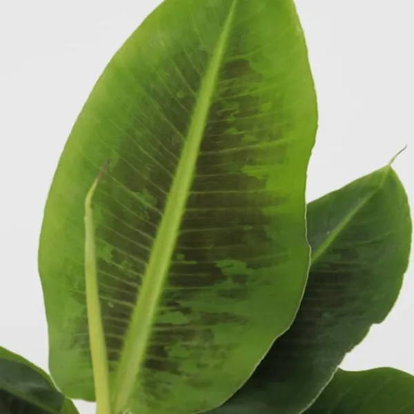 Krukkeplanter Indendørs^Bananplante - Musa 'Oriental Dwarf' - Højde 25-40cm - Pot 12cm