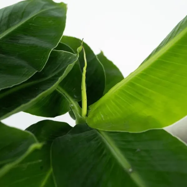 Krukkeplanter Indendørs^Bananplante - Musa 'Oriental Dwarf' - Højde 25-40cm - Pot 12cm