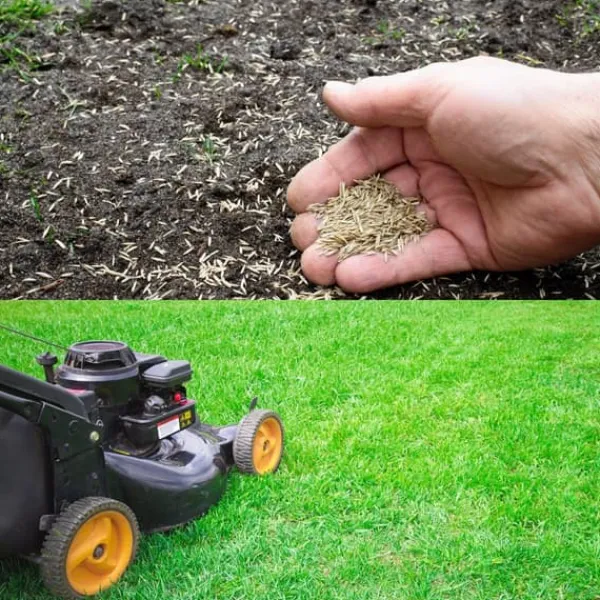 Best Barenbrug Smaragdgræs til tørre områder vand 1kg Frø