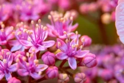 Sale BIOHUMUS GØDNING TIL BLOMSTRENDE PLANTER 0,35L Gødningsmidler