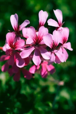 Sale BIOHUMUS GØDNING TIL BLOMSTRENDE PLANTER 0,35L Gødningsmidler