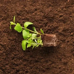 Sale BIOVITA SURTØRV til blåbær og syreholdige planter pH 3,5-4,5 50L Jord & Sand