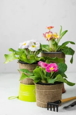 Outlet BIOVITA UNIVERSAL BLOMSTERJORD MED OSMOVIT 10L Jord & Sand