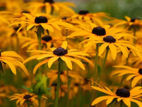 Biovita Universal TØRVEFRIT Jord til Grøntsager og Blomster med Kompost 40l Jord & Sand