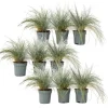 Haveplanter^Blå bjørnegræs - Sæt med 9 - Festuca glauca 'Elijah Blue' - Højde 10-15cm - ⌀9cm