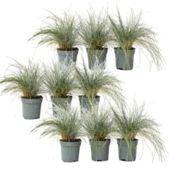 Haveplanter^Blå bjørnegræs - Sæt med 9 - Festuca glauca 'Elijah Blue' - Højde 10-15cm - ⌀9cm