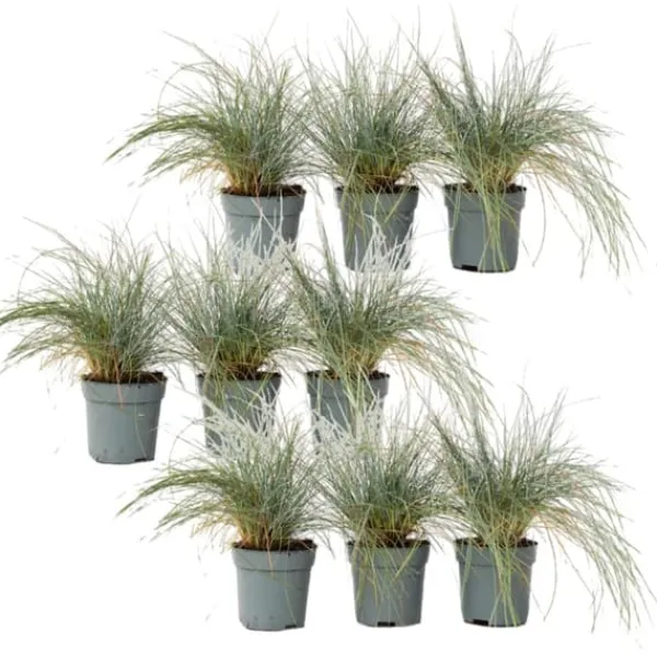 Haveplanter^Blå bjørnegræs - Sæt med 9 - Festuca glauca 'Elijah Blue' - Højde 10-15cm - ⌀9cm