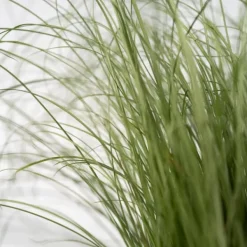 Haveplanter^Blå bjørnegræs - Sæt med 9 - Festuca glauca 'Elijah Blue' - Højde 10-15cm - ⌀9cm
