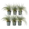 Haveplanter^Blå bjørnegræs - Sæt med 6 - Festuca glauca 'Elijah Blue' - Højde 10-15cm - ⌀9cm