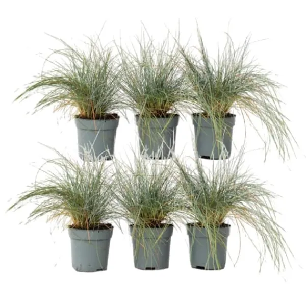 Haveplanter^Blå bjørnegræs - Sæt med 6 - Festuca glauca 'Elijah Blue' - Højde 10-15cm - ⌀9cm