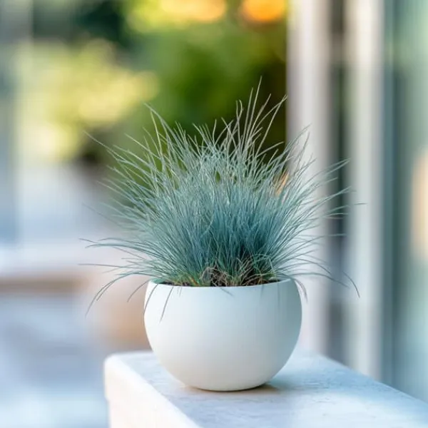 Haveplanter^Blå bjørnegræs - Sæt med 6 - Festuca glauca 'Elijah Blue' - Højde 10-15cm - ⌀9cm