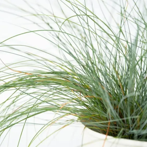 Haveplanter^Blå bjørnegræs - Sæt med 6 - Festuca glauca 'Elijah Blue' - Højde 10-15cm - ⌀9cm