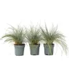 Krukkeplanter Indendørs^Blå bjørnegræs - Sæt med 3 - Festuca glauca 'Elijah Blue' - Højde 10-15cm - ⌀9cm