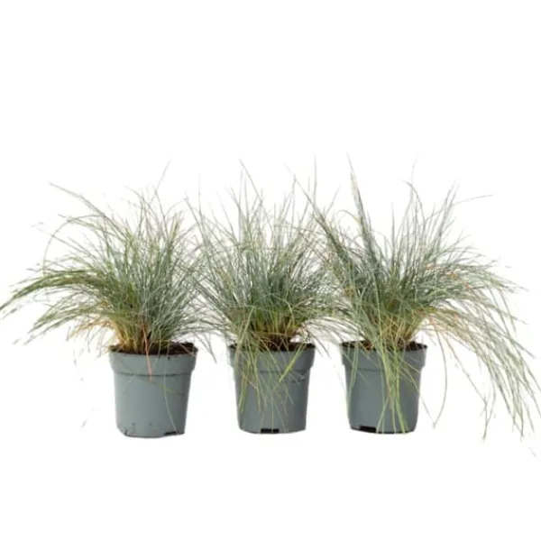 Krukkeplanter Indendørs^Blå bjørnegræs - Sæt med 3 - Festuca glauca 'Elijah Blue' - Højde 10-15cm - ⌀9cm